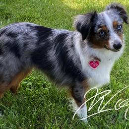 Aussiedoodles, Cockapoos, Goldendoodles, Poodles, and Toy Australian Shepherds from CW Aussiedoodles