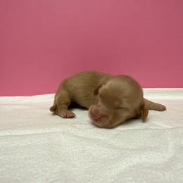 Girl 1 - Cream female Dachshund puppy in Oroville, California from Barnes’ Doxies