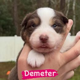Demeter - Red tri-color female Australian Shepherd puppy in Jacksonville, Florida from Solace Australian Shepherds