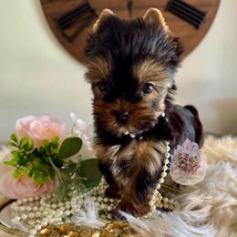Marigold 5,883 - Black and tan female Yorkshire Terrier puppy in Pittsburg, California from Crystal Garden Yorkies
