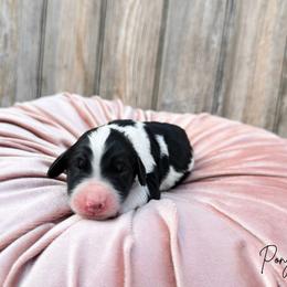 Boy 3 - Tri-color male Bernedoodle puppy in Wamego, Kansas from Doodles of Oz