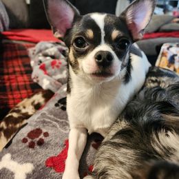 Tinsley - Chihuahua