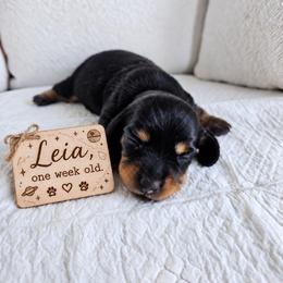 Leia - Black and tan female Dachshund puppy in Inman, South Carolina from Shadow Acres