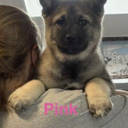 Norwegian Elkhound and Papillon Puppies from Mikanon