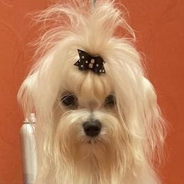 Sebastian - Maltese