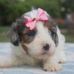 Aussiedoodle, Cavalier King Charles Spaniel, Cavapoo, and Labradoodle Puppies from McDoodles of Texas LLC