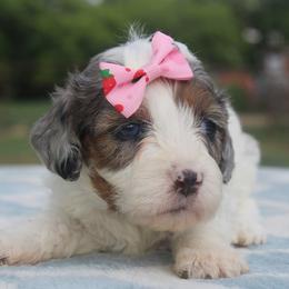 Aussiedoodle, Cavalier King Charles Spaniel, Cavapoo, and Labradoodle Puppies from McDoodles of Texas LLC