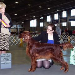 Estelle - Irish Setter