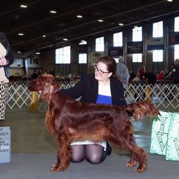 Estelle - Irish Setter