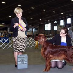Estelle - Irish Setter