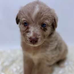 Honey - Yellow Collar - Red merle female Australian Shepherd puppy in San Marcos, California from Faith Family Freedom Farm