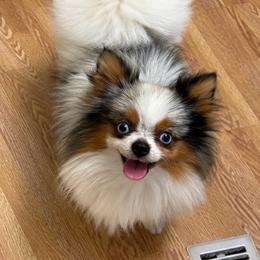 Scarpelli - Blue merle male Pomeranian puppy in Buck Valley, Pennsylvania from Buck Valley Pomeranians