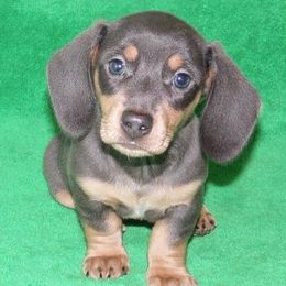 Dachshund Puppies from Cranberry Dachshunds