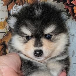Hickory - 1800 - Black and white male Pomsky puppy in Spring Hill, Florida from www.PuppyTimeEmporium.com