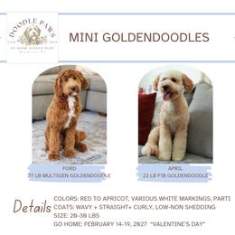 Goldendoodle puppies from Doodle Paws Pups