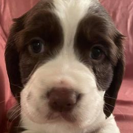 English Springer Spaniels from Clanton Doodles