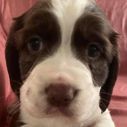 English Springer Spaniels from Clanton Doodles