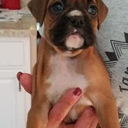 Boxers from Spectrum