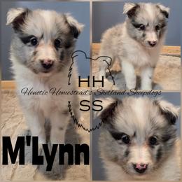 M'Lynn - Blue merle and white female Shetland Sheepdog puppy in Mc Minnville, Tennessee from Henotic Homestead's Shetland Sheepdogs