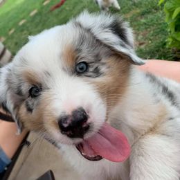 Australian Shepherd Puppies from 4t Aussies