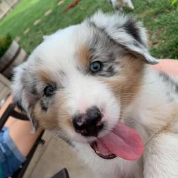 Australian Shepherd Puppies from 4t Aussies