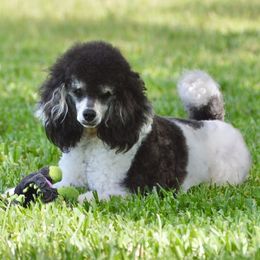 Dottie - Poodle