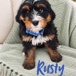 Rusty - Tri-color male Bernedoodle puppy in Saratoga Springs, Utah from O’Hearon’s Amazing Puppies