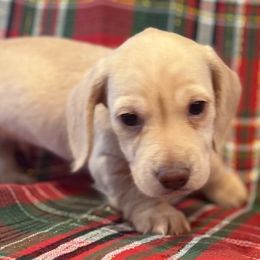 Draco - Cream male Dachshund puppy in Salem, Oregon from Longdox Mini Dachshunds