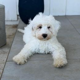 Buddy - Chalk male Australian Labradoodle puppy in Auburn, Washington from West Valley Labradoodles