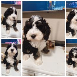 Pashmina - Black and white male Bernedoodle puppy in Grants Pass, Oregon from Royal Empire Bernedoodles