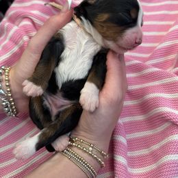 Mr.Peaches - Tri-color male Bernedoodle puppy in Curtice, Ohio from The Pink Doghouse