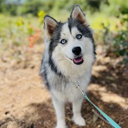 Legacy - Pomsky