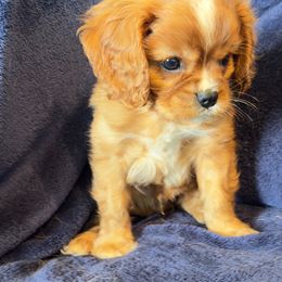 Theo - Ruby male Cavalier King Charles Spaniel puppy in Jersey Shore, Pennsylvania from FairHawk Downs