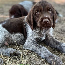 Wirehaired Pointing Griffon Puppies from Fear the Beard Griffons