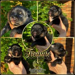 Treasure - Black and tan female Pomeranian puppy in Odessa, Texas from Cherry's Poms