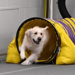Golden Retriever All Grown Up from Blue River Goldens