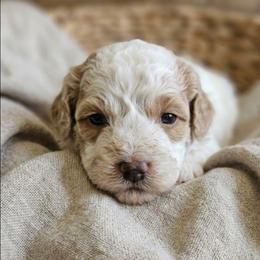 Harmony - White female Shihpoo puppy in Macon, Georgia from Shipoo Lane