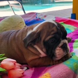 Girl 4 - Chocolate tri-color female Bulldog puppy in Sarasota, Florida from Chazzerdog Bulldogs