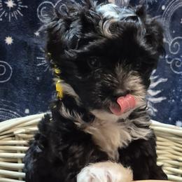 Havanese Puppies from Mimi's Havanese