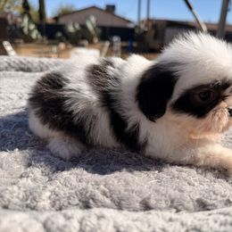 Fox - Black and white male Shih Tzu puppy in Apple Valley, California from Garcia_shihtzu