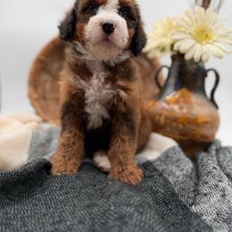Sterling - Sable male Bernedoodle puppy in Ocala, Florida from Bernedoodles of Florida