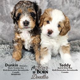 Bernedoodle Puppies from A Star is Born Doodles