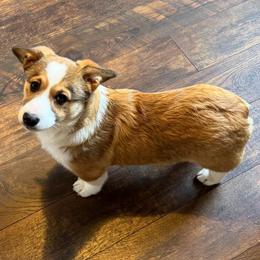 Beautiful boy thick white blaze - Red male Pembroke Welsh Corgi puppy in Missouri from Cooler Farms Corgis