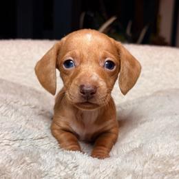 Star - Cream female Dachshund puppy in Washburn, Tennessee from Clinch Mountain Dachshunds