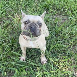French Bulldogs from Gbulldogz