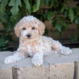Brown Collar Girl - Apricot female Poodle puppy in Laveen, Arizona from Neely Family Poodles
