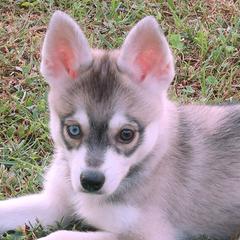 Rocky - Gray and white male Alaskan Klee Kai puppy in Shelbyville, Tennessee from Gems Rat Terriers