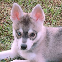 Rocky - Gray and white male Alaskan Klee Kai puppy in Shelbyville, Tennessee from Gems Rat Terriers
