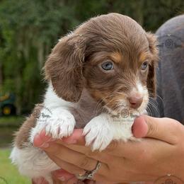 Miss. Yellow-2400 - Piebald female Dachshund puppy in Ocala/Gainesville, Florida from From the Heart Doxies