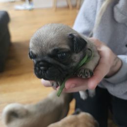 Green - Fawn male Pug puppy in Tallapoosa, Georgia from West Georgia Pugs